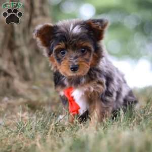 Caption, Yorkie Poo Puppy